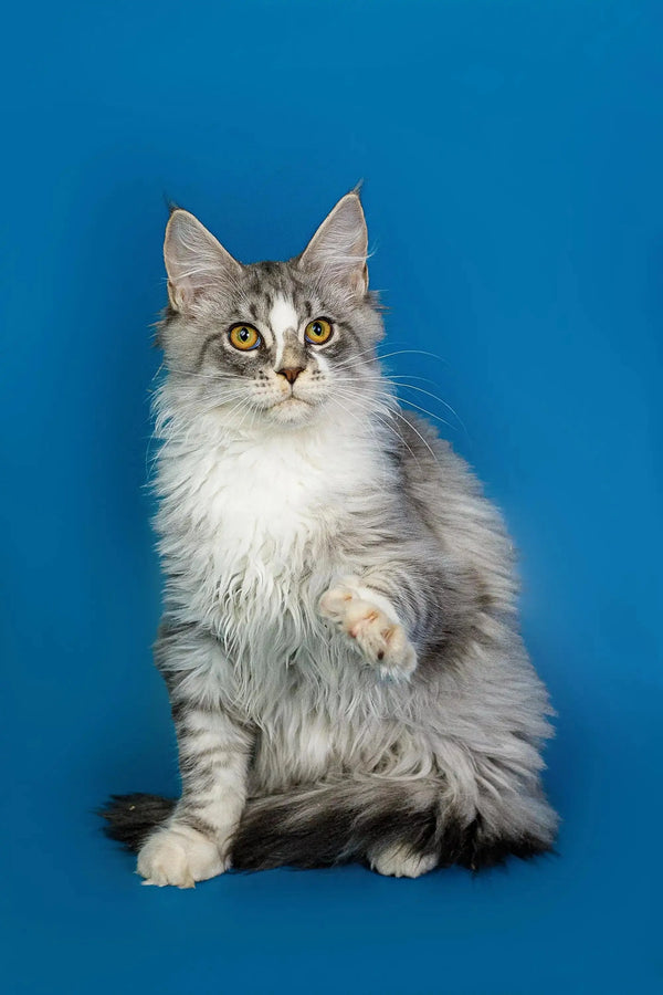 Long-haired gray and white Maine Coon kitten sitting upright with paw raised