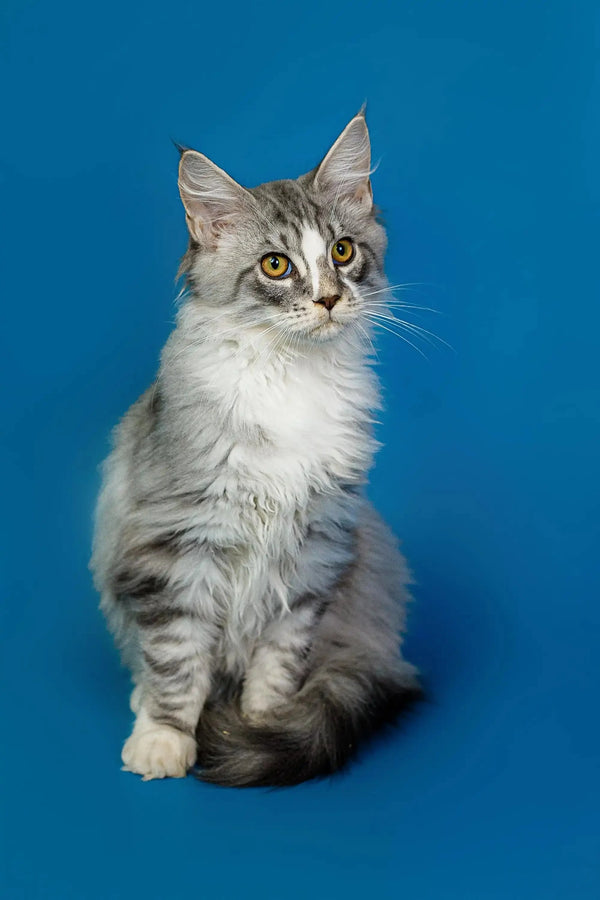 Long-haired tabby Maine Coon kitten with white chest against blue backdrop