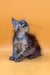 Fluffy gray Maine Coon kitten gazing up with curiosity and charm