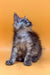 Fluffy gray tabby Maine Coon kitten sitting and gazing up, super adorable!