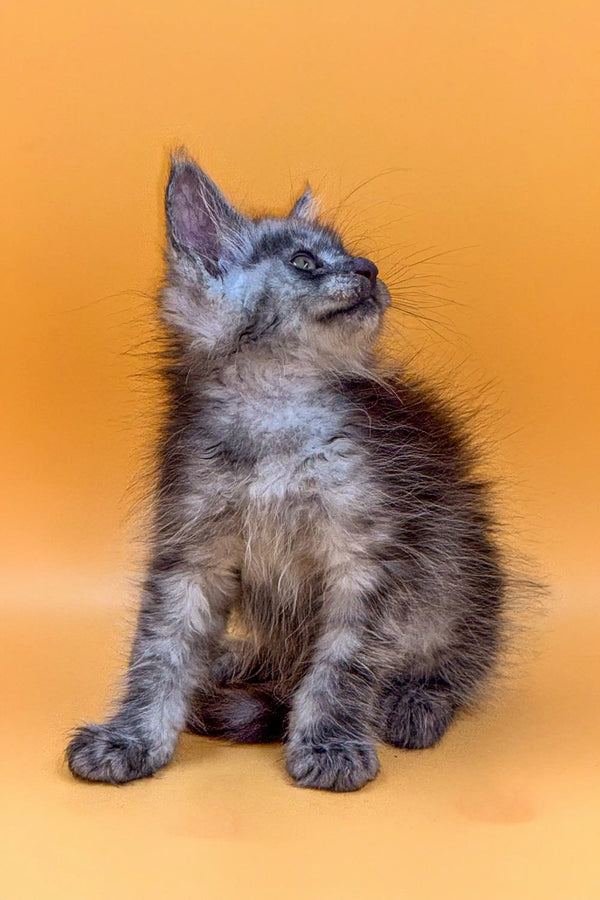 Fluffy gray tabby Maine Coon kitten sitting and gazing up, super adorable!