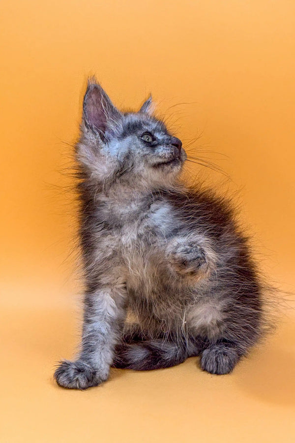 Gray tabby Maine Coon kitten sitting and looking up, showcasing its playful charm