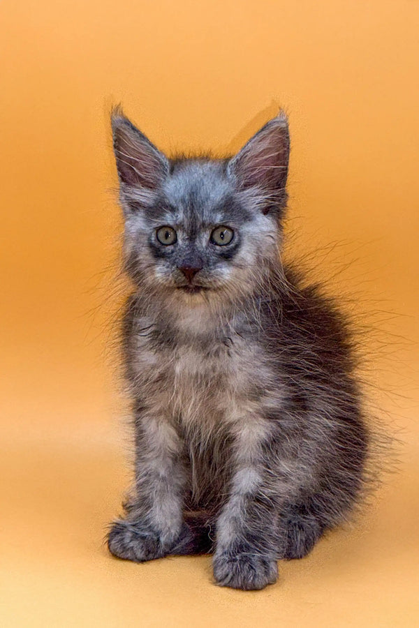 Gray and white fluffy Maine Coon kitten with alert eyes and pointed ears