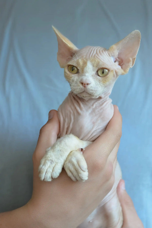 Kerry | devon rex kitten