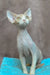 Kerry | devon rex kitten