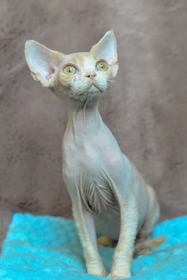 Kerry | devon rex kitten