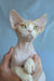 Kerry | devon rex kitten