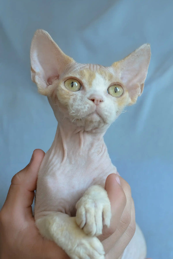 Kerry | devon rex kitten