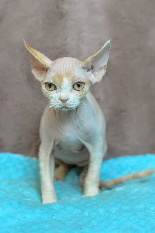 Kerry | devon rex kitten