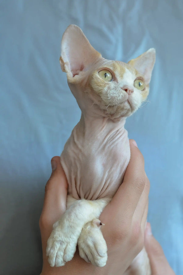 Kerry | devon rex kitten
