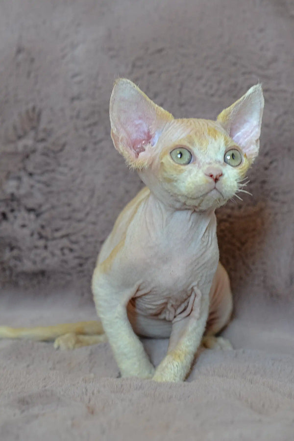 Cute Hairless Devon Rex kitten from Kerry | Devon Rex Kitten collection