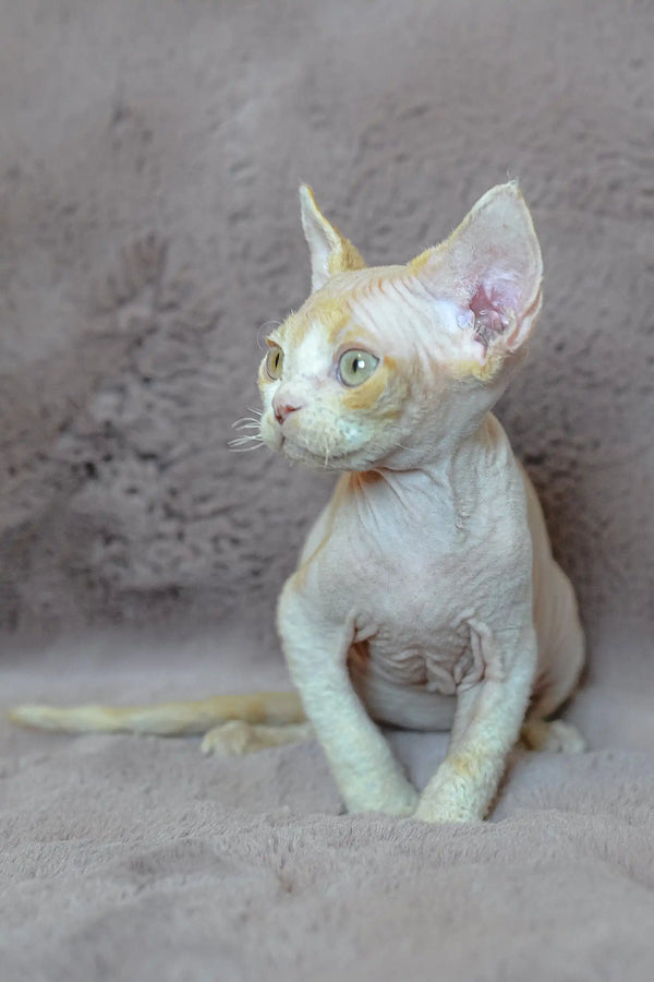 Adorable Hairless Devon Rex kitten from the Kerry collection looking playful and cute