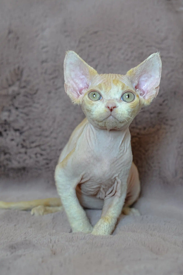 Adorable Hairless Devon Rex kitten from the Kerry product line, ready for cuddles