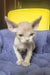 Hairless Devon Rex kitten with big ears, perfect for cuddles and companionship