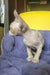 Cute Hairless Devon Rex kitten with big ears showcasing the Kerry product