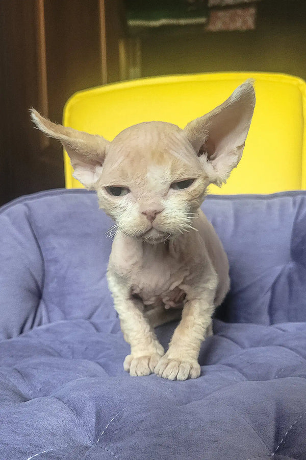 Cute Hairless Devon Rex kitten with big ears from Kerry series ready for cuddles