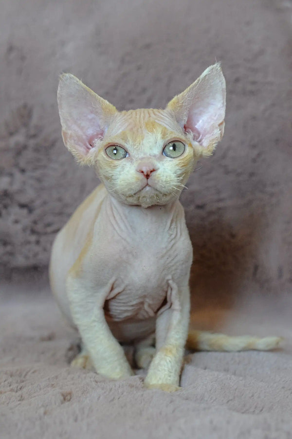 Adorable Hairless Devon Rex Kitten with big ears, perfect for cuddly companions