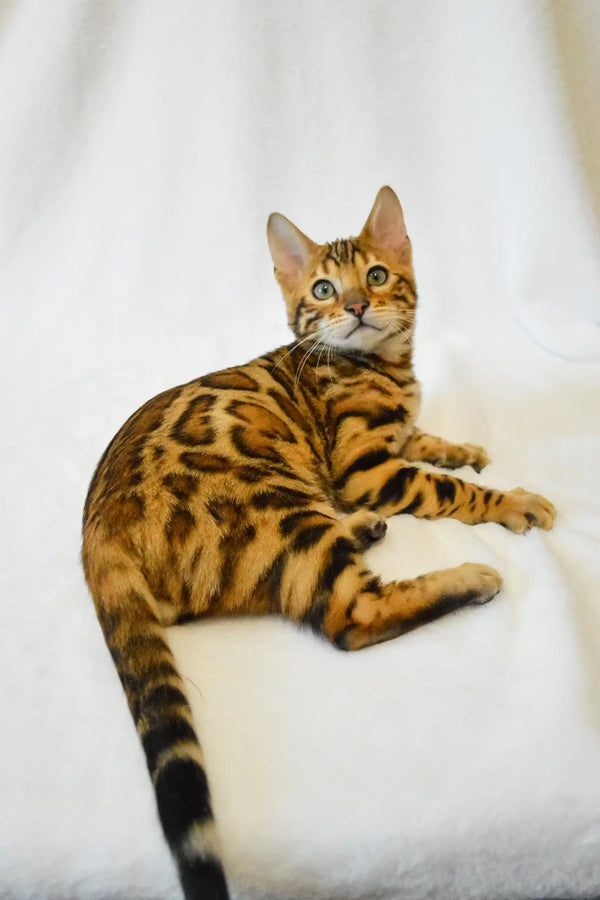 Bengal cat with spotted and striped markings lying on its side, Kevin the Bengal Kitten