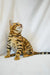 Bengal cat Kevin with cool stripes looking up, perfect for exotic pet lovers