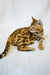 Bengal cat with leopard-like spots showcasing the Kevin Bengal Kitten product