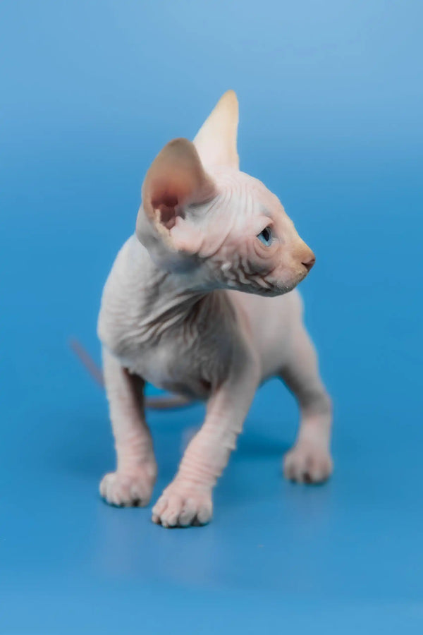 Kevin | canadian sphynx kitten