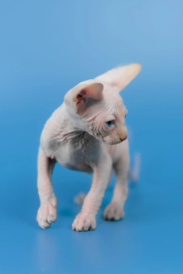 Kevin | canadian sphynx kitten