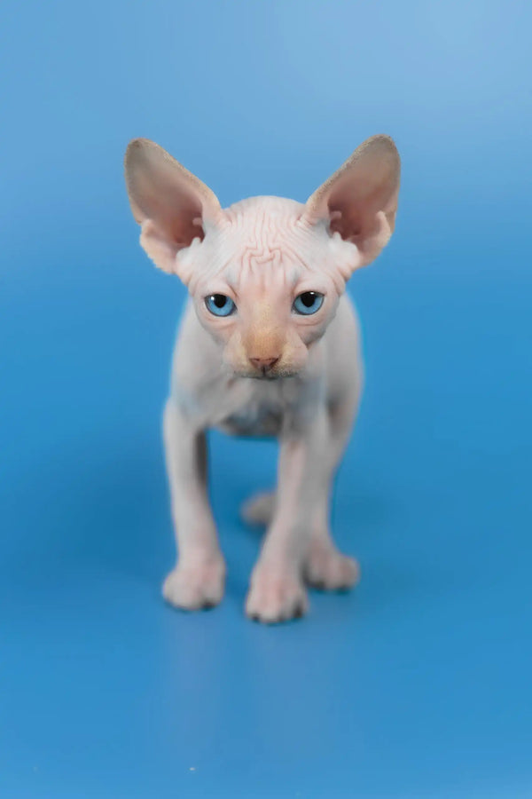 Kevin | canadian sphynx kitten