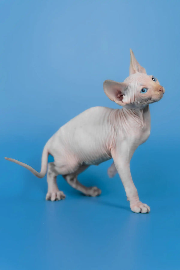 Kevin | canadian sphynx kitten