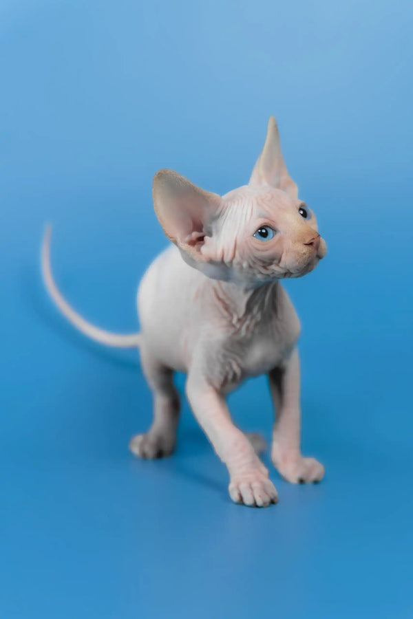 Kevin | canadian sphynx kitten