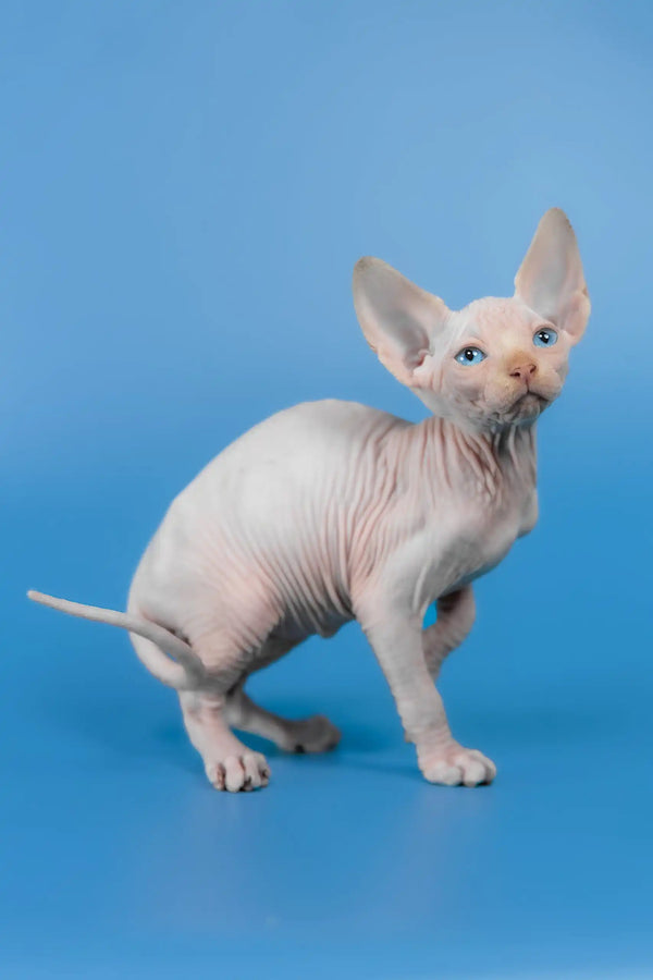 Kevin | canadian sphynx kitten