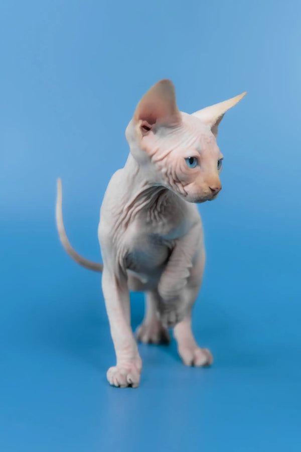 Kevin | canadian sphynx kitten