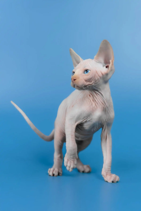 Kevin | canadian sphynx kitten