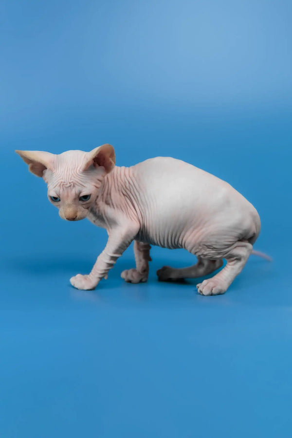 Kevin | canadian sphynx kitten