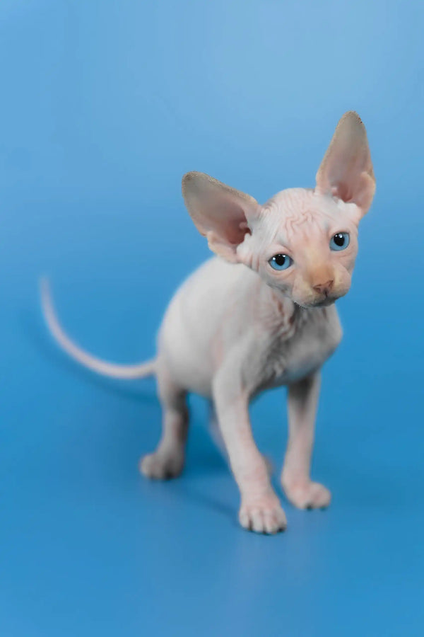 Kevin | canadian sphynx kitten