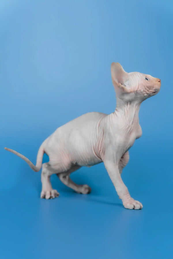 Kevin | canadian sphynx kitten