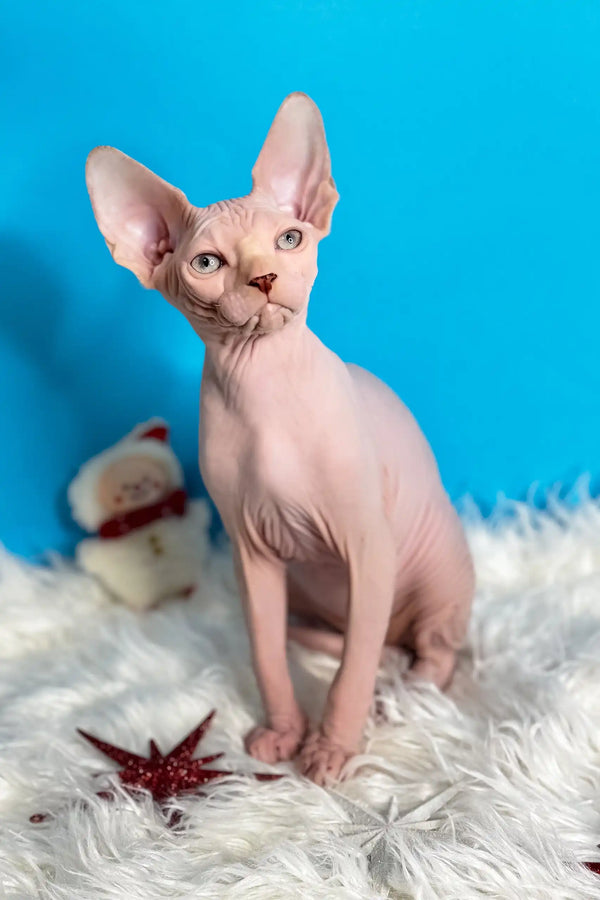 Hairless Sphynx cat Kevin with big ears and wrinkled pink skin, super cute kitten!