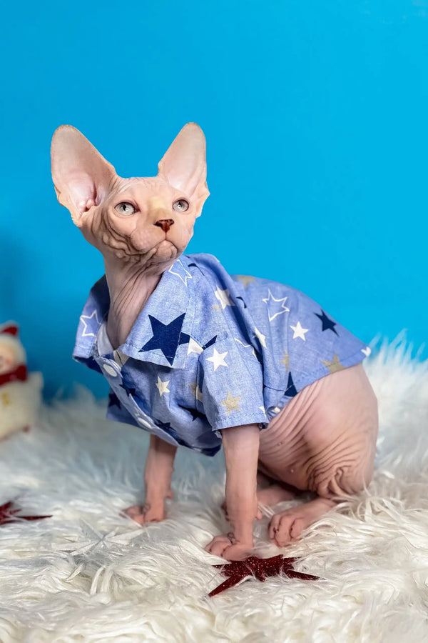 Adorable Hairless Sphynx kitten Kevin in cozy blue star-patterned pajamas