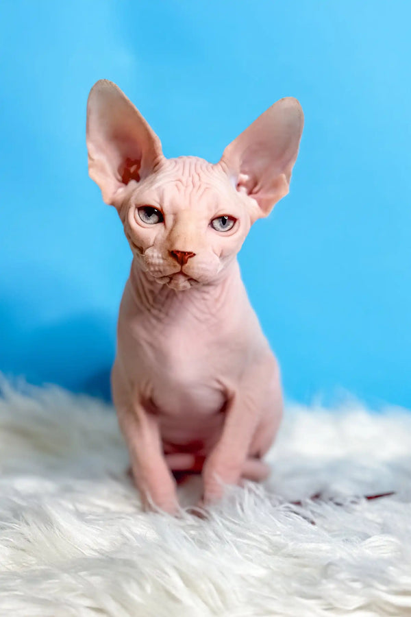 Hairless Sphynx cat named Kevin with big ears and wrinkled pink skin