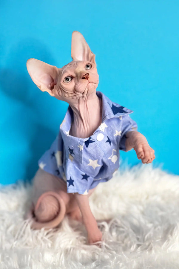 Hairless Sphynx kitten Kevin in a cute blue star-patterned shirt