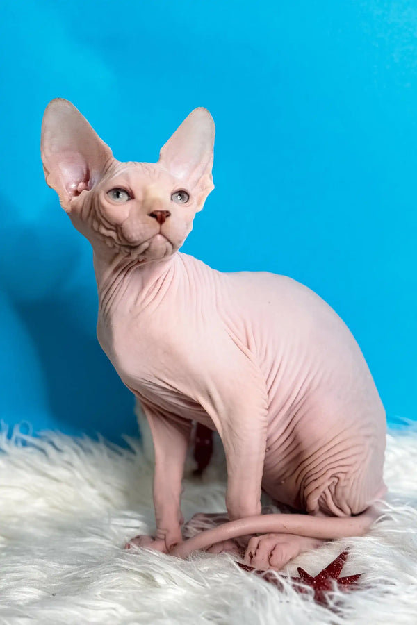 Hairless Sphynx cat Kevin chilling on soft white fur in cozy setting
