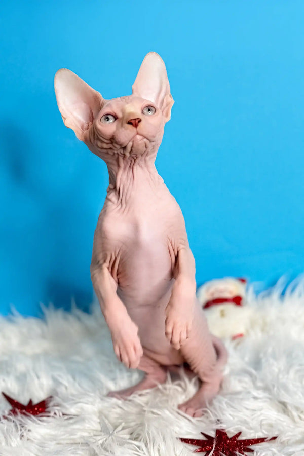 Hairless Sphynx cat standing on hind legs for Kevin Canadian Sphynx Kitten product
