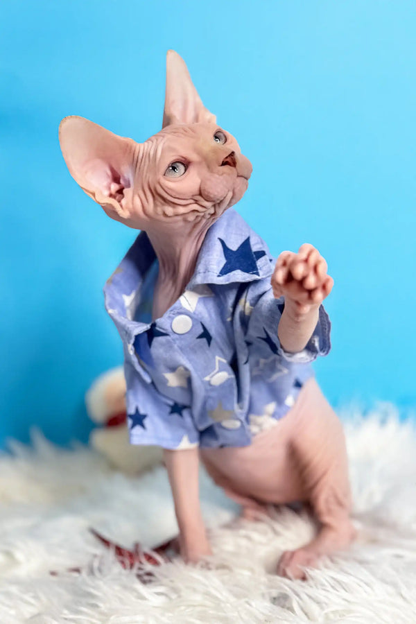 Hairless Sphynx cat in cute blue star pajamas, perfect for Kevin the Canadian Sphynx Kitten