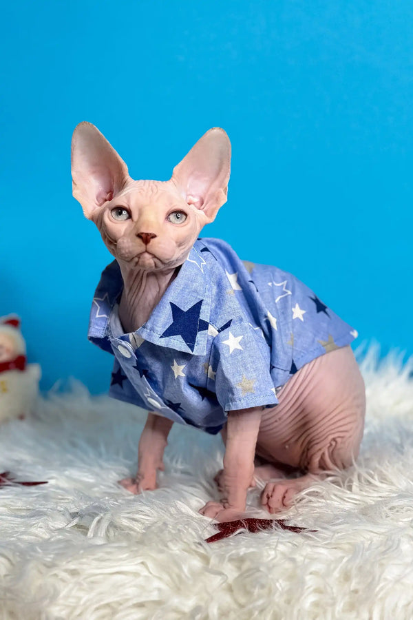 Hairless Sphynx kitten named Kevin in a cute blue star-patterned shirt