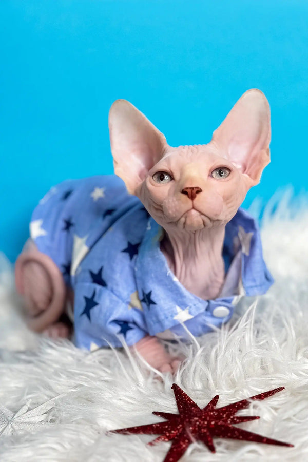 Cute Hairless Sphynx kitten Kevin in a blue star-patterned outfit for stylish pets