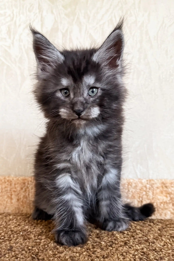 Kevin | maine coon kitten