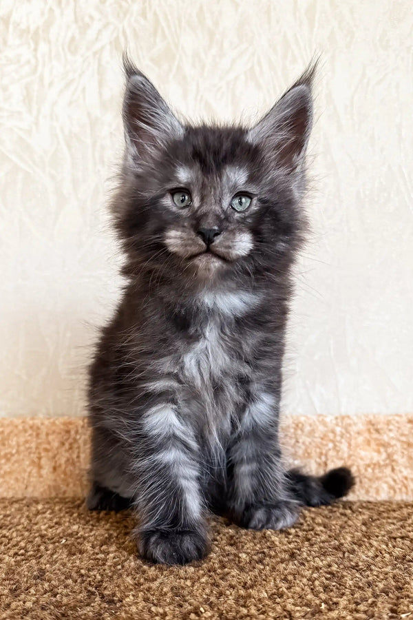 Kevin | maine coon kitten