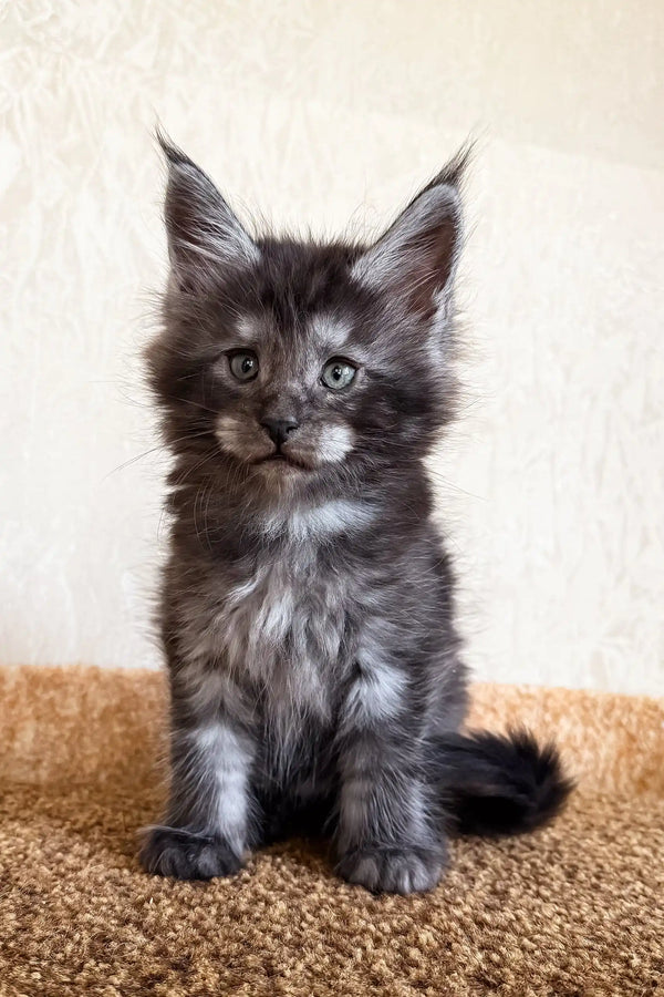 Kevin | maine coon kitten