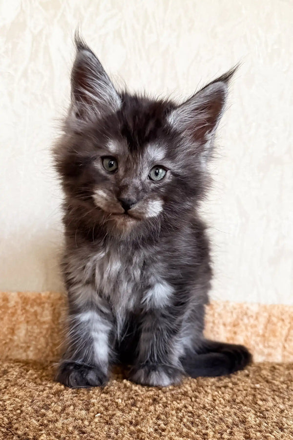 Kevin | maine coon kitten