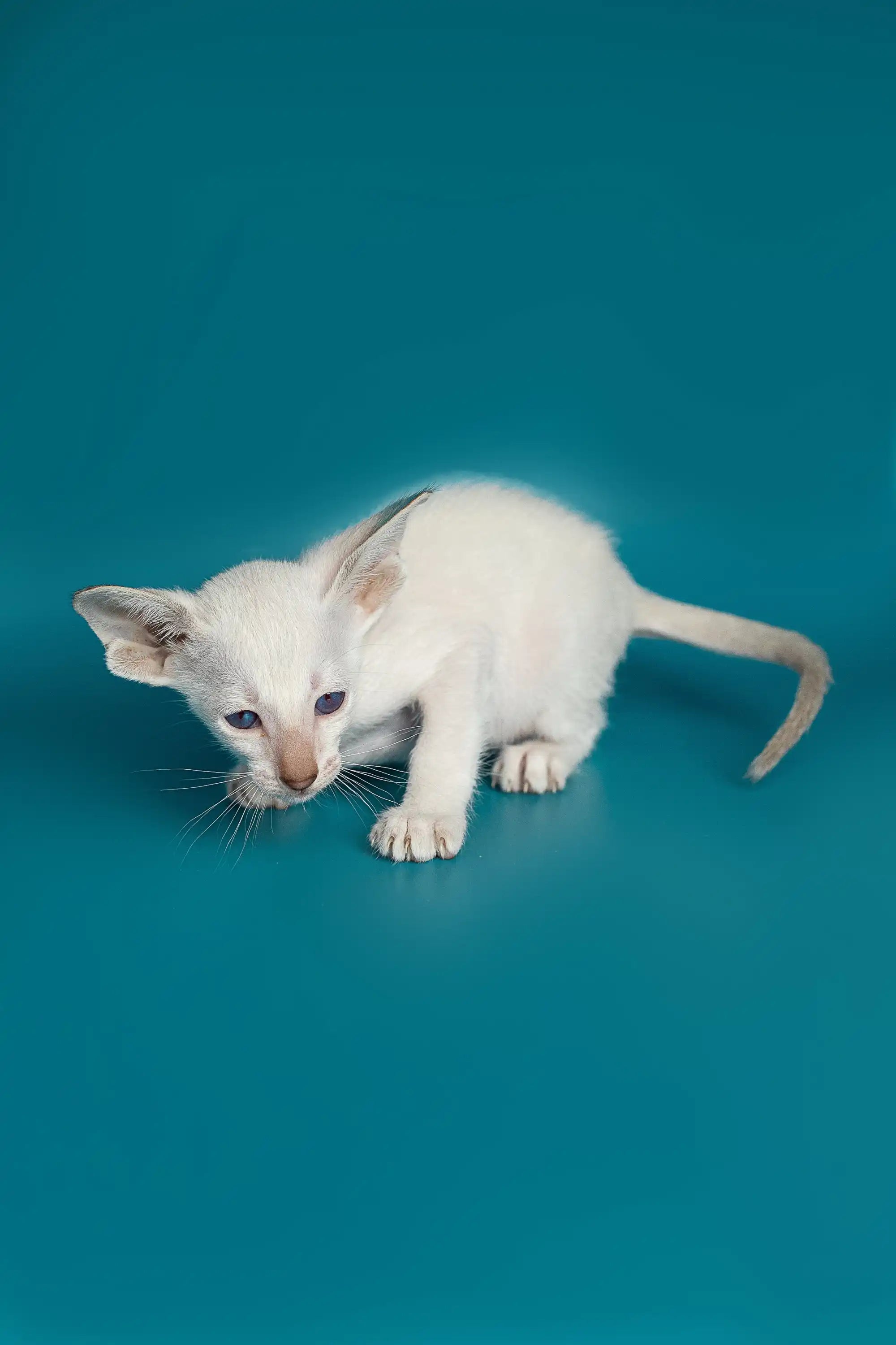 Oriental Shorthair Kittens For Sale Kevin | Kitten