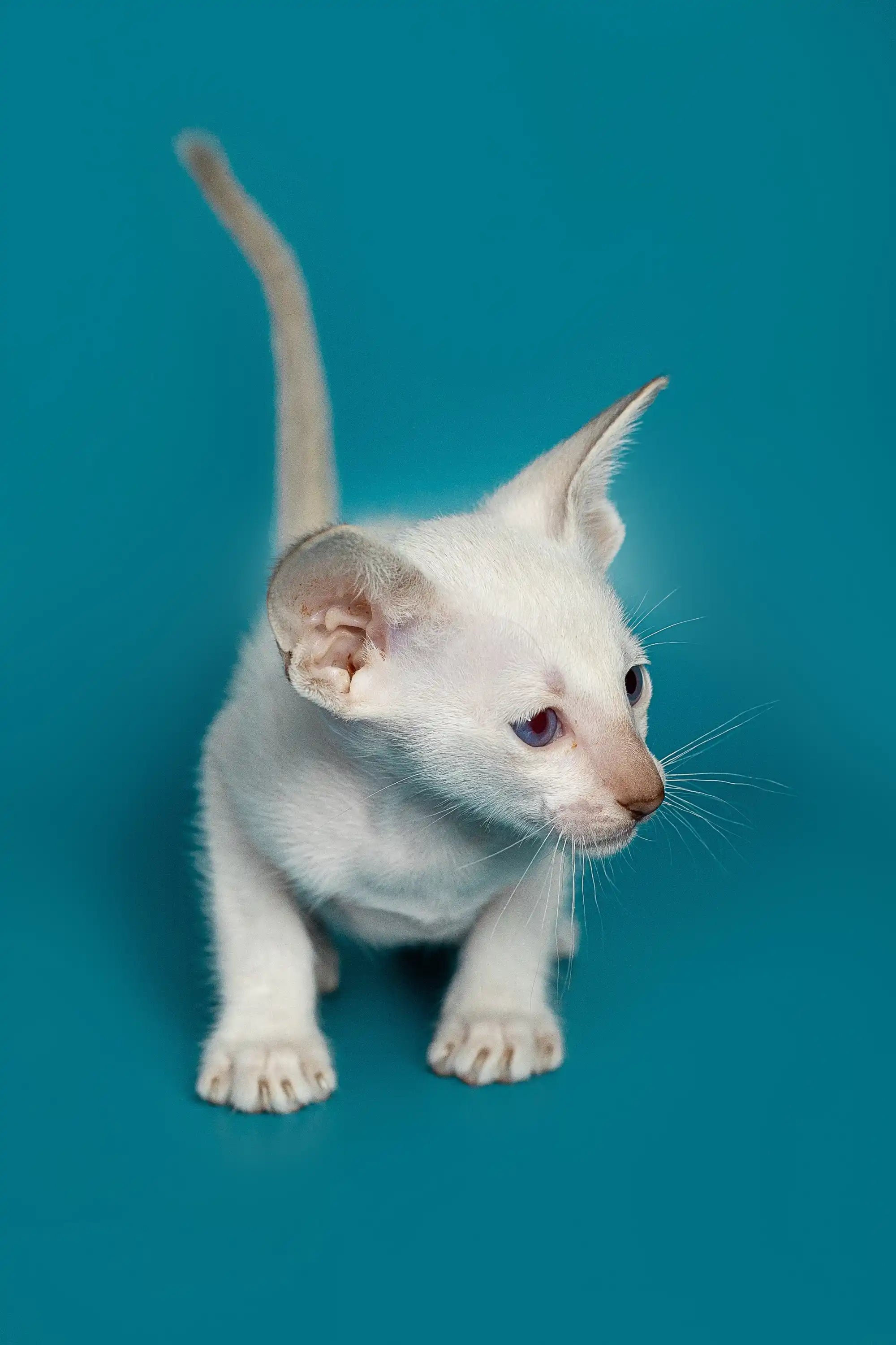 Oriental Shorthair Kittens For Sale Kevin | Kitten